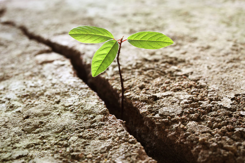 Sprout growing out of concrete